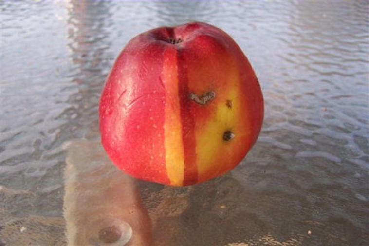 Furcsán színeződött alma: mi az oka?