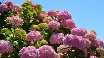 Mivel befolyásolható a hortenzia virágszíne?