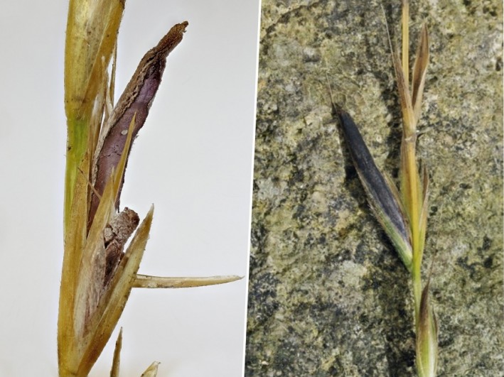 drognovenyeink anyarozs kender mak 11