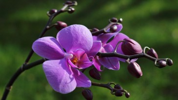 A virágok arisztokratája: az orchidea