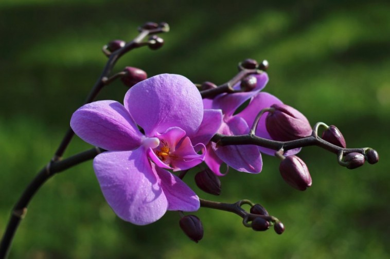 A virágok arisztokratája: az orchidea