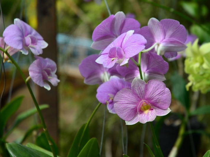 orchidea termesztese 01