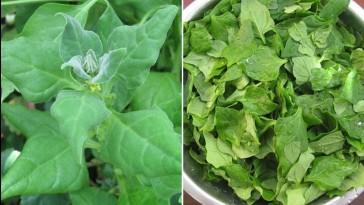 Új-zélandi spenót: Popeye is szerette volna