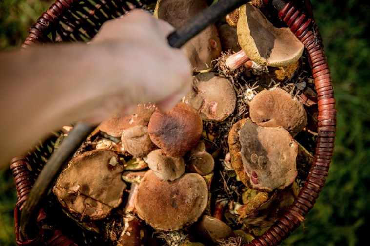 Melyek a leggyakoribb, vadon termő, ehető gombák?