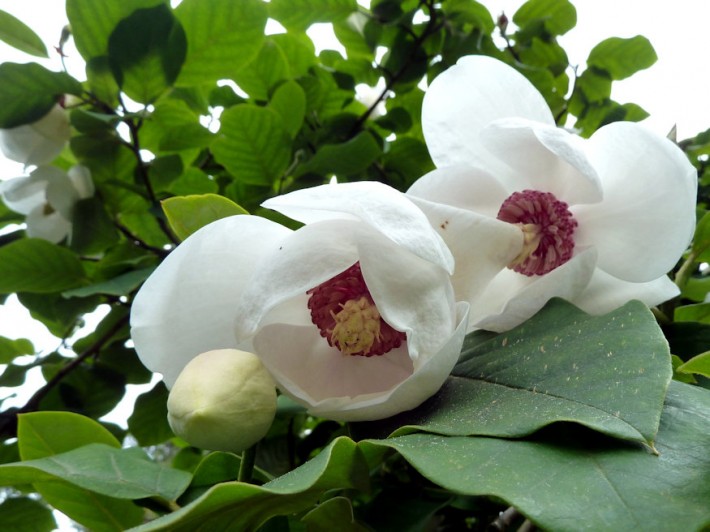 nyari magnolia 02