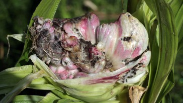Mi okozza a kukorica golyváját?