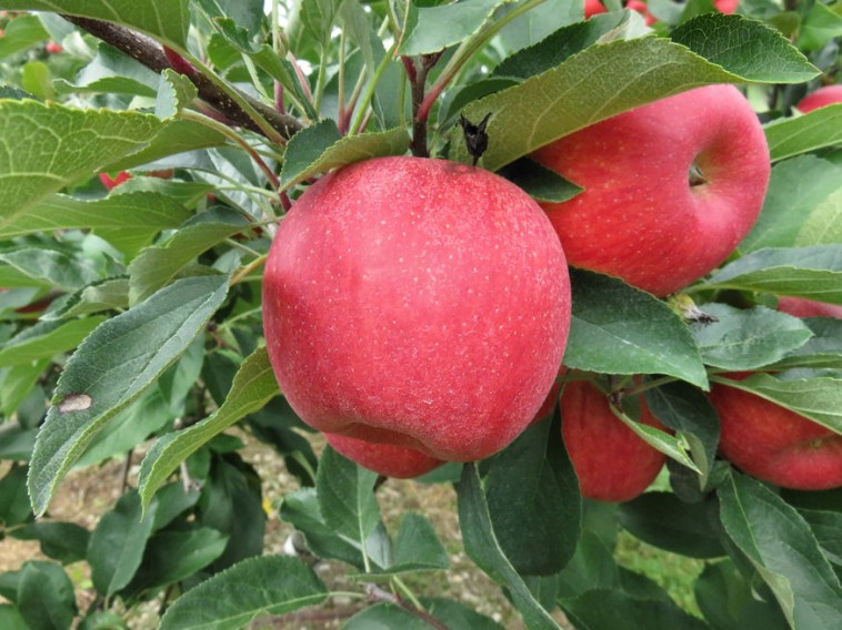 Az almafa ágán szövetburjánzás jelentkezett. Gyógyítható ez?