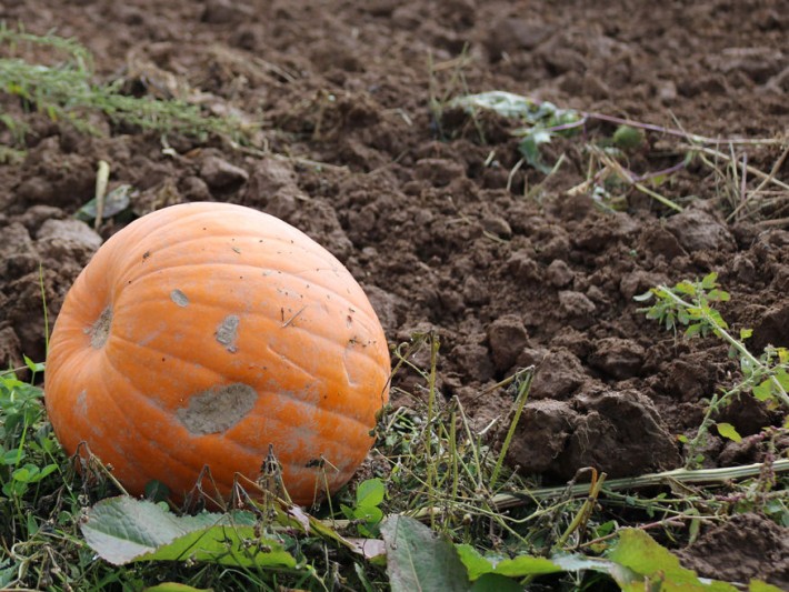 szeptember talajapolas 01