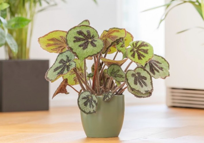 karacsonyi ajandekotletek novenyimadoknak 03