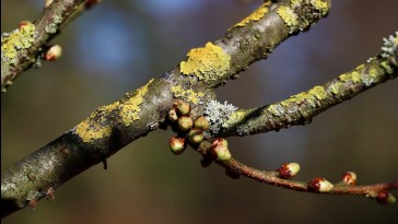 Elég márciusban elkezdeni a metszést?