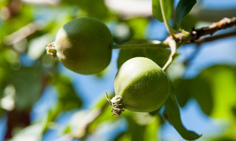 Benziladenin az alma gyümölcsritkításához