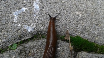 Fényes, kanyargós ösvények a  talaj felszínén