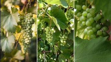 A szőlő zöldmunkái júliusban
