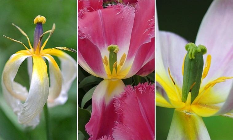 Két tipp a tulipán neveléséhez