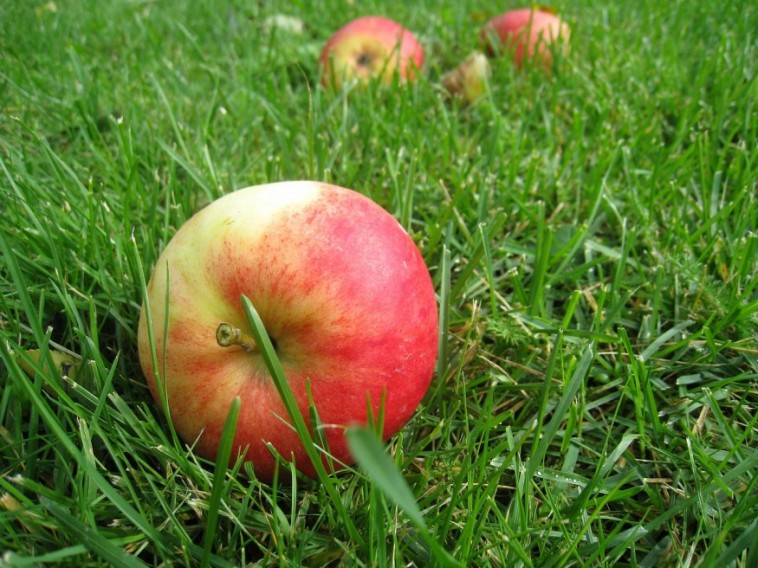 7 módszer arra, hogy ne maradjon alma!