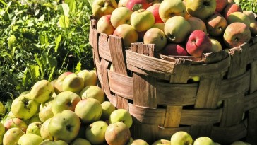 Alma: az édenkerttől a szupermarketig