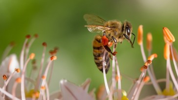 A méhek hasznáról: figyeljünk rájuk!