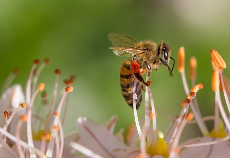 A méhek hasznáról: figyeljünk rájuk!