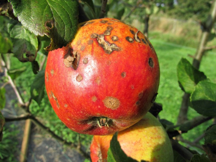 Mi okozza az almán a sötét, varas foltokat?