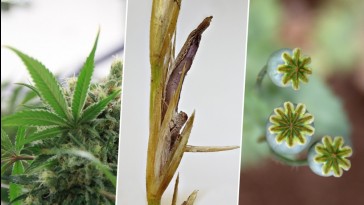 Drognövényeink: anyarozs, kender, mák