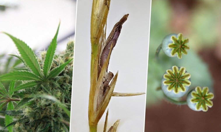 Drognövényeink: anyarozs, kender, mák