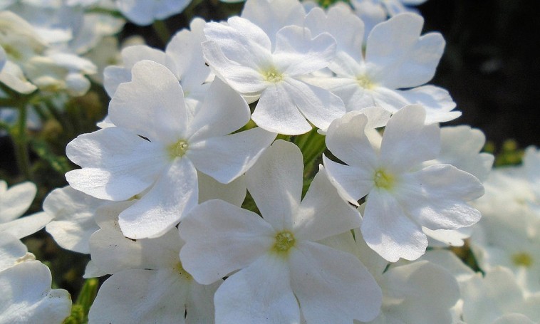 Az új homokhúr fajta ősszel is virágzik