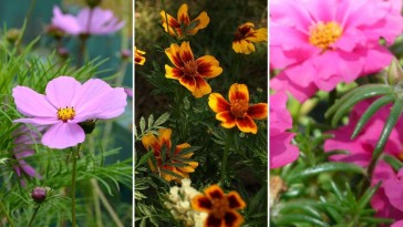 Milyen egynyári virágokat lehet helybevetéssel termeszteni?