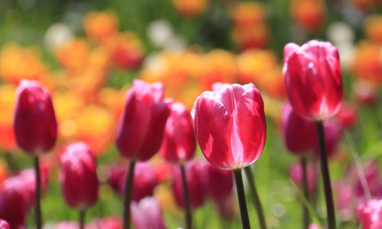 Tulipán nevelése: hagymától virágzásig