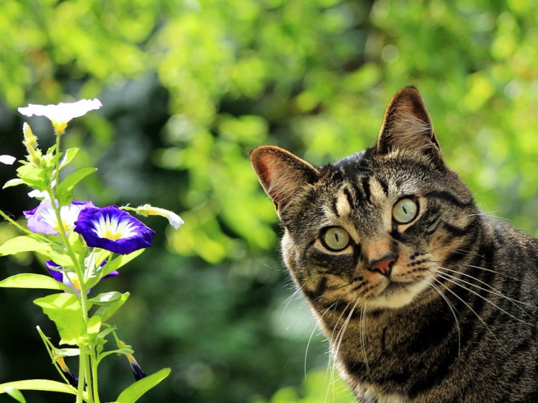 Lehet-e a kertben macskát tartani?