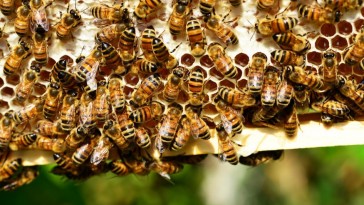 Lehet-e a kertbe méheket telepíteni?