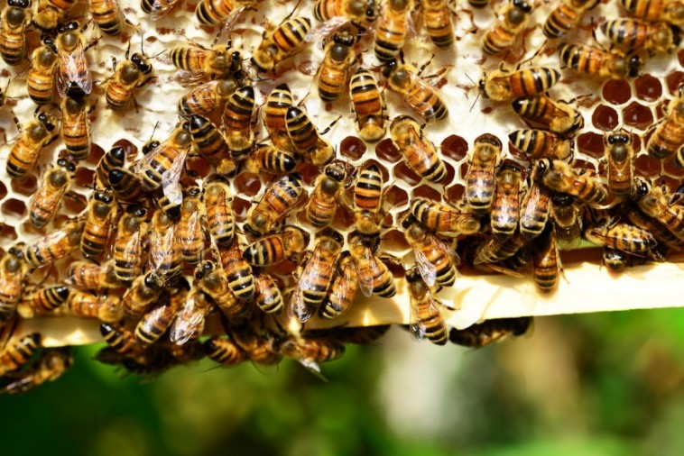 Lehet-e a kertbe méheket telepíteni?