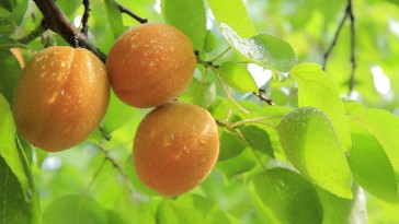 Hogyan szabályozzuk a gyümölcsfa girbe-gurba ágait?