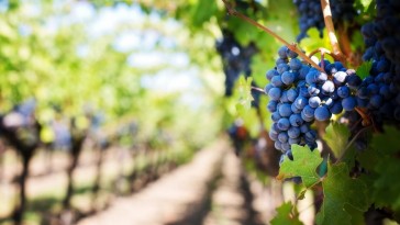 6 gyorsító tipp a kerti szőlő érleléséhez