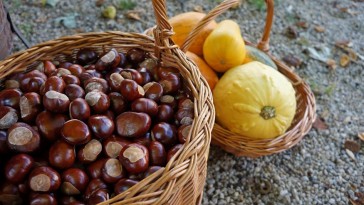 Vadgesztenye a természet patikájából