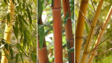 Megél-e nálunk a bambusz?