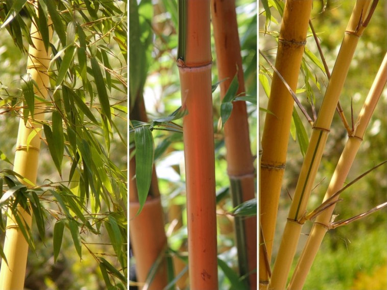 Megél-e nálunk a bambusz?