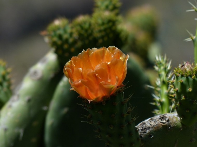 Pozsgások, kaktuszok: bánjunk szűkmarkúan a vízzel