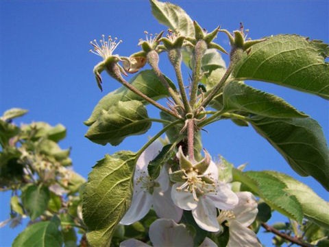 Mindegyik gyümölcs egyformán fejlett Granny Smith fajtán