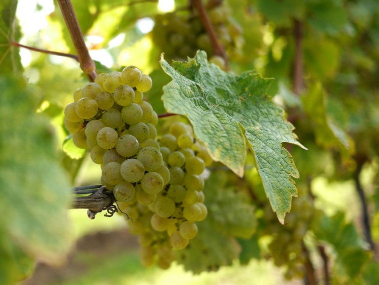 Mi okozza a szőlő leveleinek sárgulását?