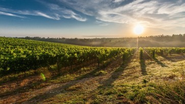 7 jó tanács a kertjükben szőlőt és bort termelőknek