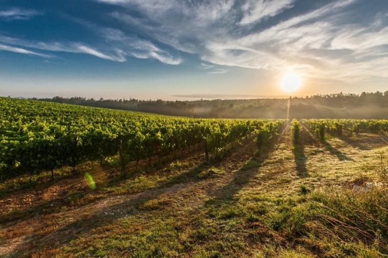 7 jó tanács a kertjükben szőlőt és bort termelőknek