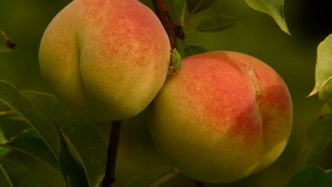 35. hét: Az őszibarack Kínából származó gyümölcsünk