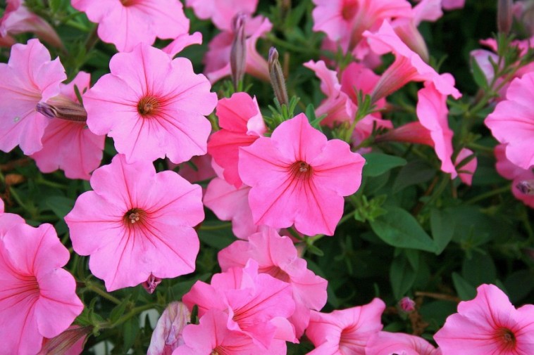 Petúnia: a gondozást sok virággal hálálja meg