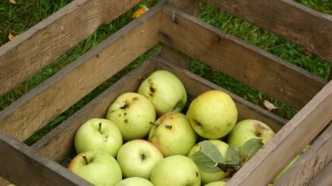 41. hét: Téli alma - a mindennapi egészség forrása
