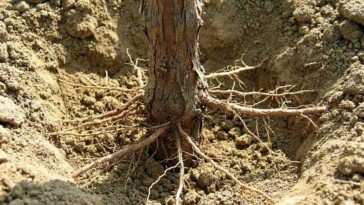 Harmatgyökerek okozzák a szőlő idő előtti öregedését