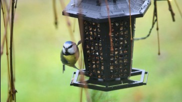 Milyen legyen tavasszal a madáretető?