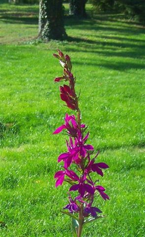 Lobelia x speciosa