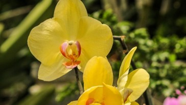 Az orchidea legendás növény