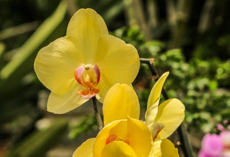 Az orchidea legendás növény