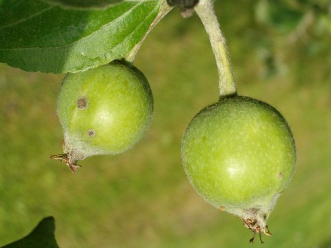 Fiatal almák
